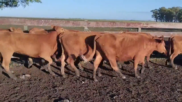 Lote Vacas de Invernada