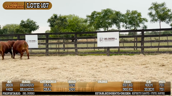 Lote LOTE 167 - PANTALLA