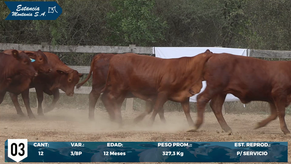 Lote LOTE 3