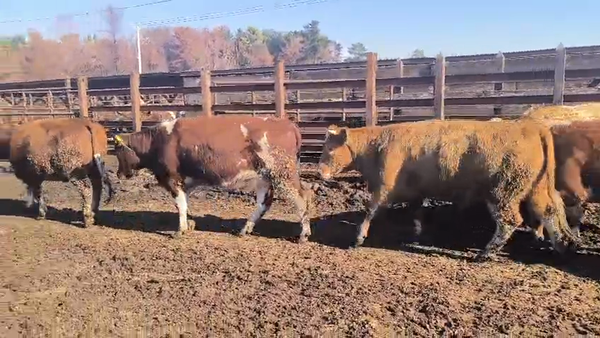 Lote 20 Vaquilla Gorda en Los Ángeles, VIII Región Biobío