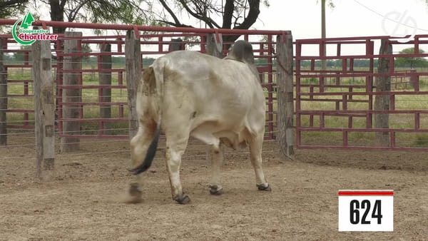 Lote Brahman