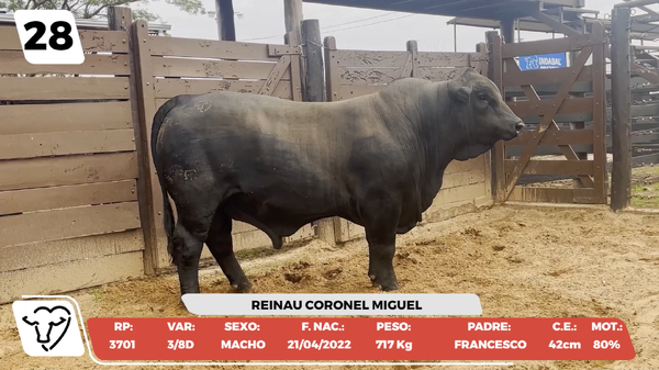 Lote LOTE 28