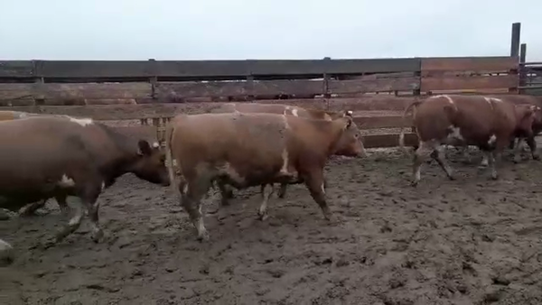 Lote 20 Novillo Gordo en Los Ángeles, VIII Región Biobío