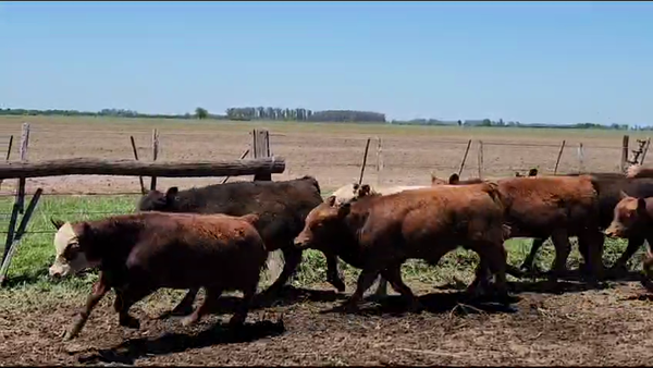 Lote 65 Terneros en Gral. Las Heras, Buenos Aires