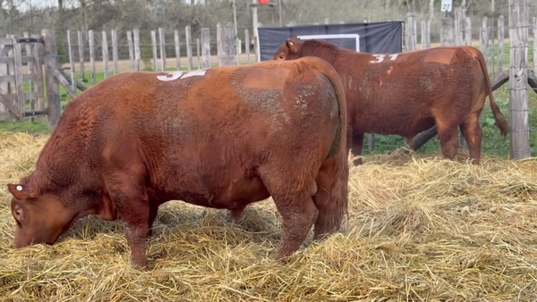 Lote 2 Toros PC