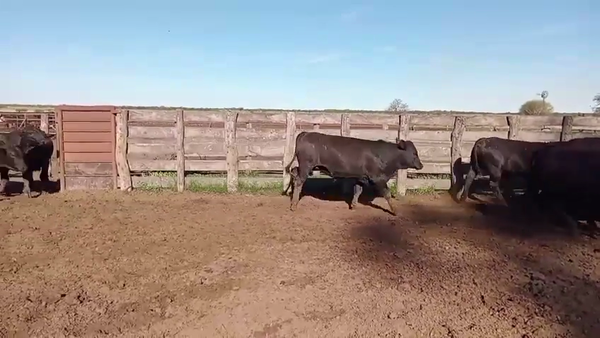 Lote 60 Novillitos Brangus en Naré, Santa Fe