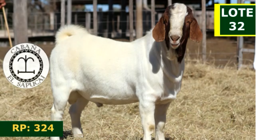 Lote CAPRINOS MACHOS 32