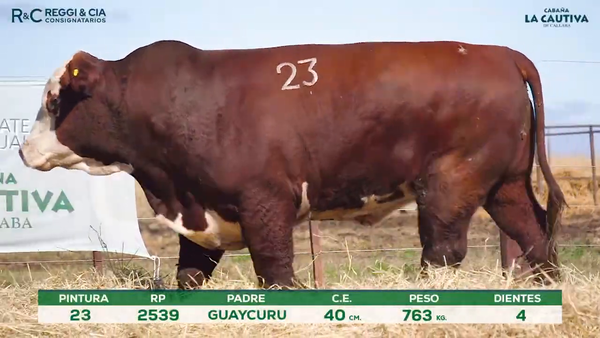 Lote Toros Braford controlados