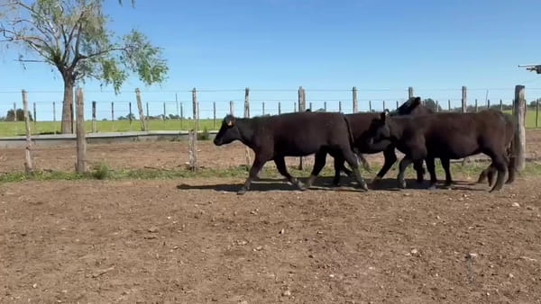 Lote 20 Vaquillonas 1 a 2 años 19 AA,  1AAXBR 278kg -  en OMBUES