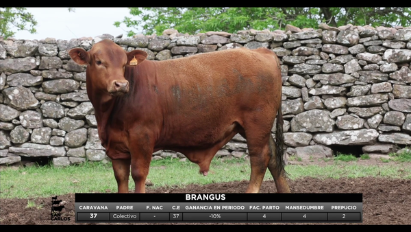 Lote 3 Toros, Artigas