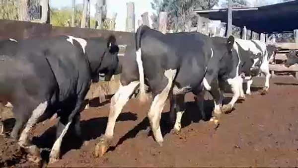 Lote 45 Novillo Gordo en Yerbas Buenas, VII  Región Maule