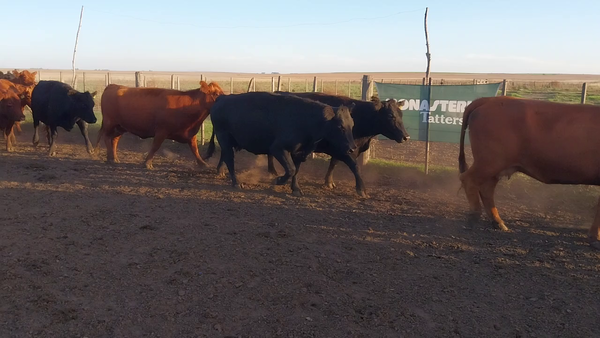 Lote 45 Vacas Nuevas PÑ en Huanguelen