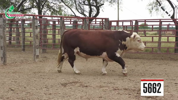 Lote Hereford