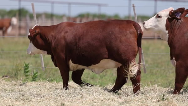 Lote Vaquillonas Braford -  Preñadas - Cabaña El Cambio