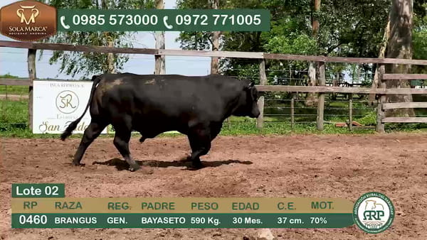 Lote Toros BRANGUS, Ñeembucú