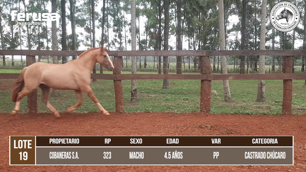 Lote LOTE 19 DE CAMPO