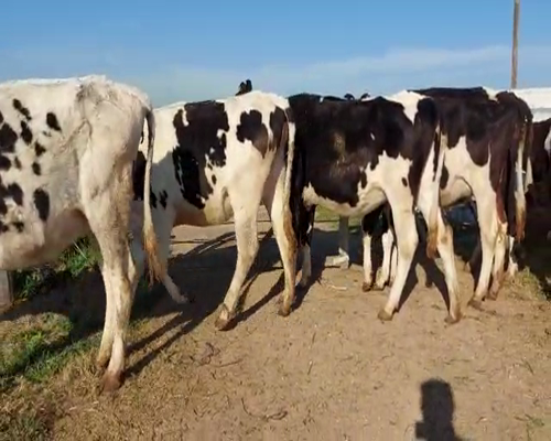 Lote VAQUILLONAS PREÑADAS  1 SARA KARLEN
