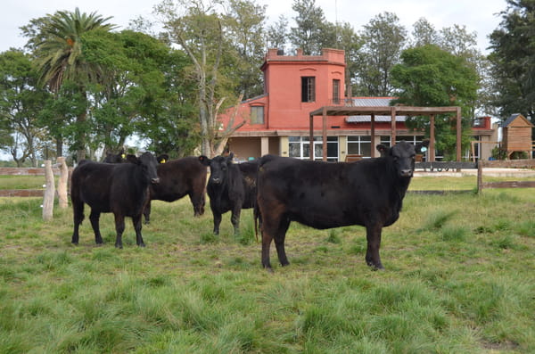 Lote LOS RAMONES: 4 vaquillas negras PP preñadas