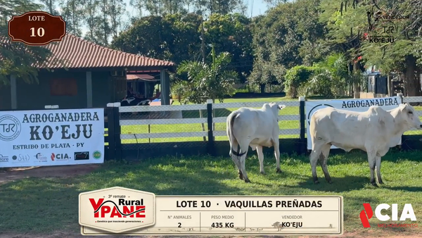 Lote Lote 10