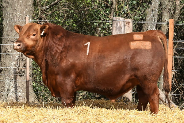 40275 — TOROS ANGUS PC