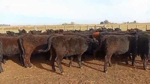 Lote 60 Terneras en Daireaux
