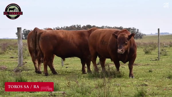 Lote TOROS SA