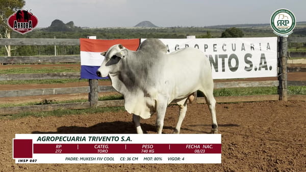 Lote TORO