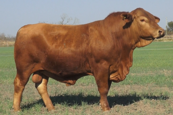 Lote TOROS(CORRAL 8)BRANGUS COLORADO "CABAÑA EL DESAFIO"