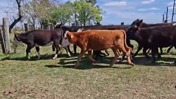 Lote TERNERAS