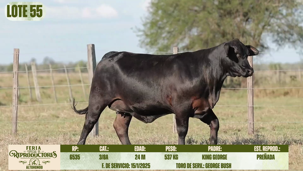 Lote LOTE 55