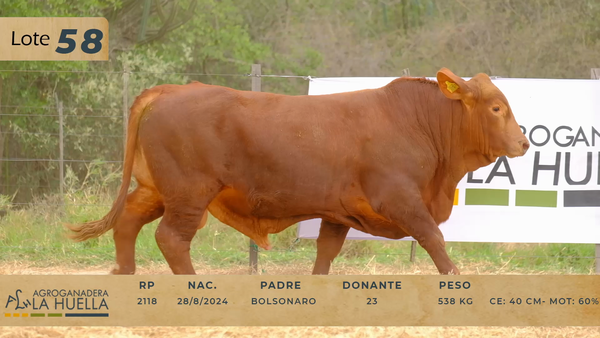Lote LOTE 58