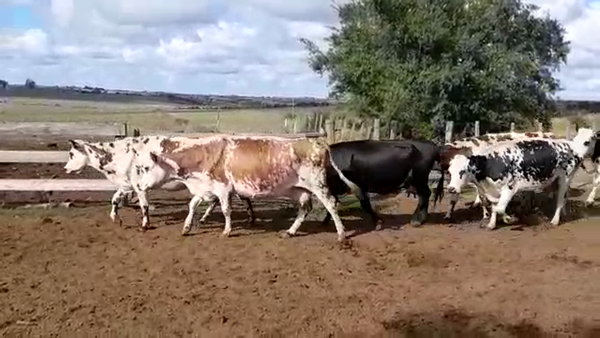 Lote VACAS DE INVERNADA