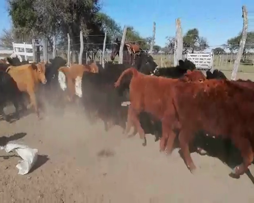 Lote 70 Terneros en Federal, Entre Ríos