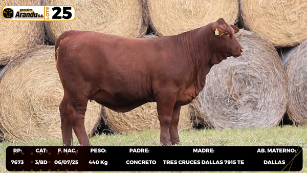 Lote LOTE 25