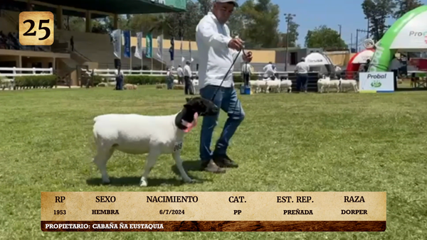 Lote LOTE 25