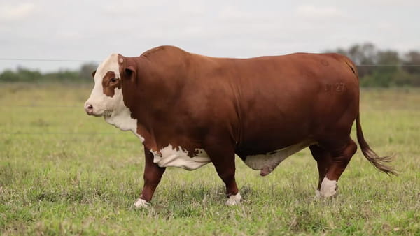 Lote Toros BRAFORD - Cabaña TENONDERA
