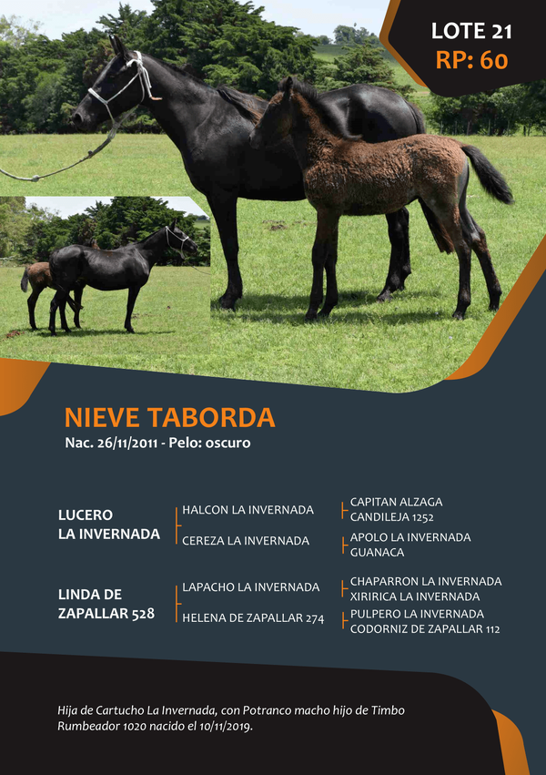 Lote RP 60 - NIEVE TABORDA