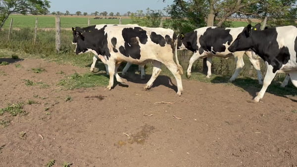 Lote 25 Novillitos Holando de Feed Lot en Morteros, Córdoba