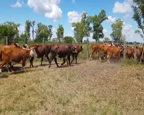 Lote 50 Vacas nuevas en San Justo, Santa Fe