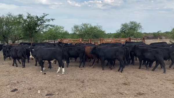 Lote 130 Novillitos en Sauce, Corrientes