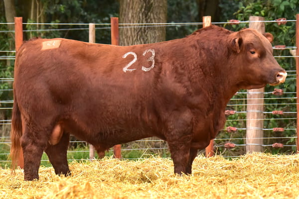 Lote TOROS ANGUS PC