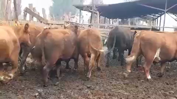 Lote 45 Novillo Gordo en Linares, VII  Región Maule