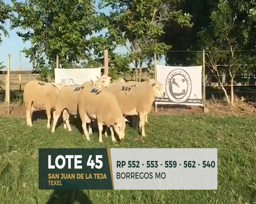 Lote Lote 45