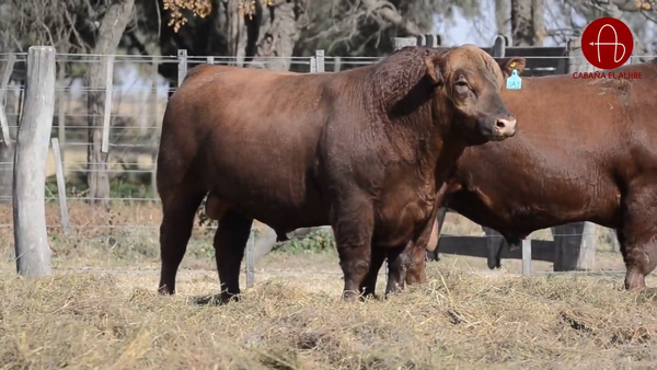 Lote ANGUS COLORADOS EL ALJIBE