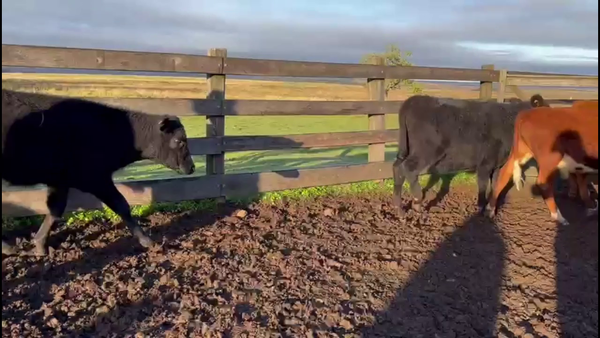 Lote TERNEROS Y TERNERAS