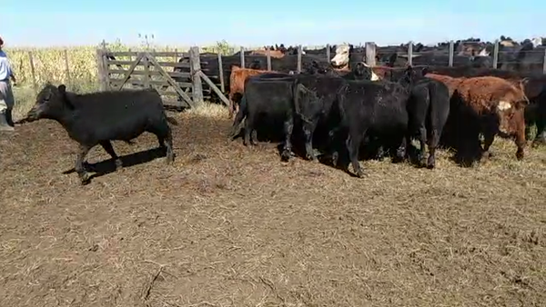 Lote 80 Terneros en Olavarría, Buenos Aires