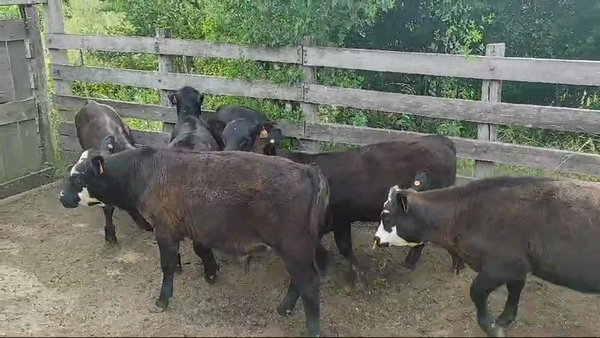 Lote 6 Terneros y Terneras, San José