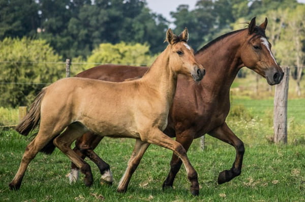Lote CONSTANCIA OLIVA 1482