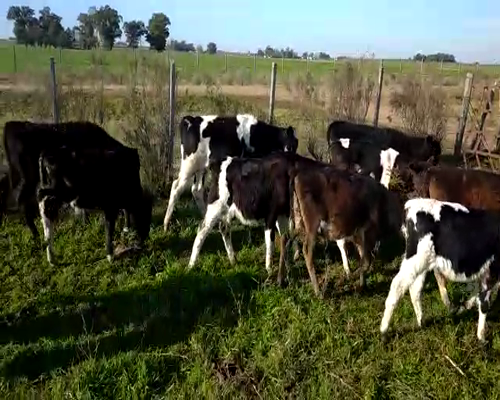 Lote (Vendido)13 Terneros HO/ CRUZAS 100kg -  en KIYU