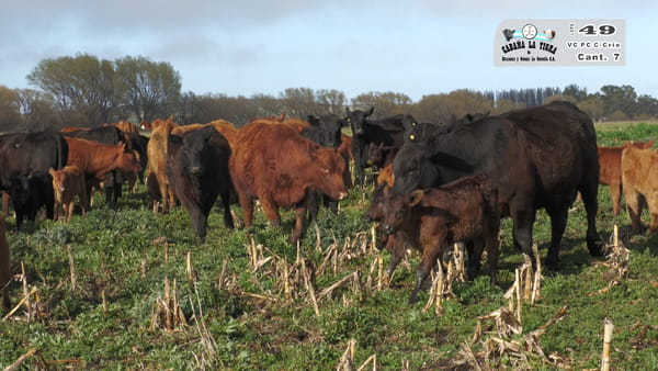 Lote VAQUILLONAS PC NEGRAS PARIDAS